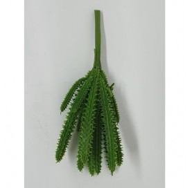 Cactus Sy01376 Adelina